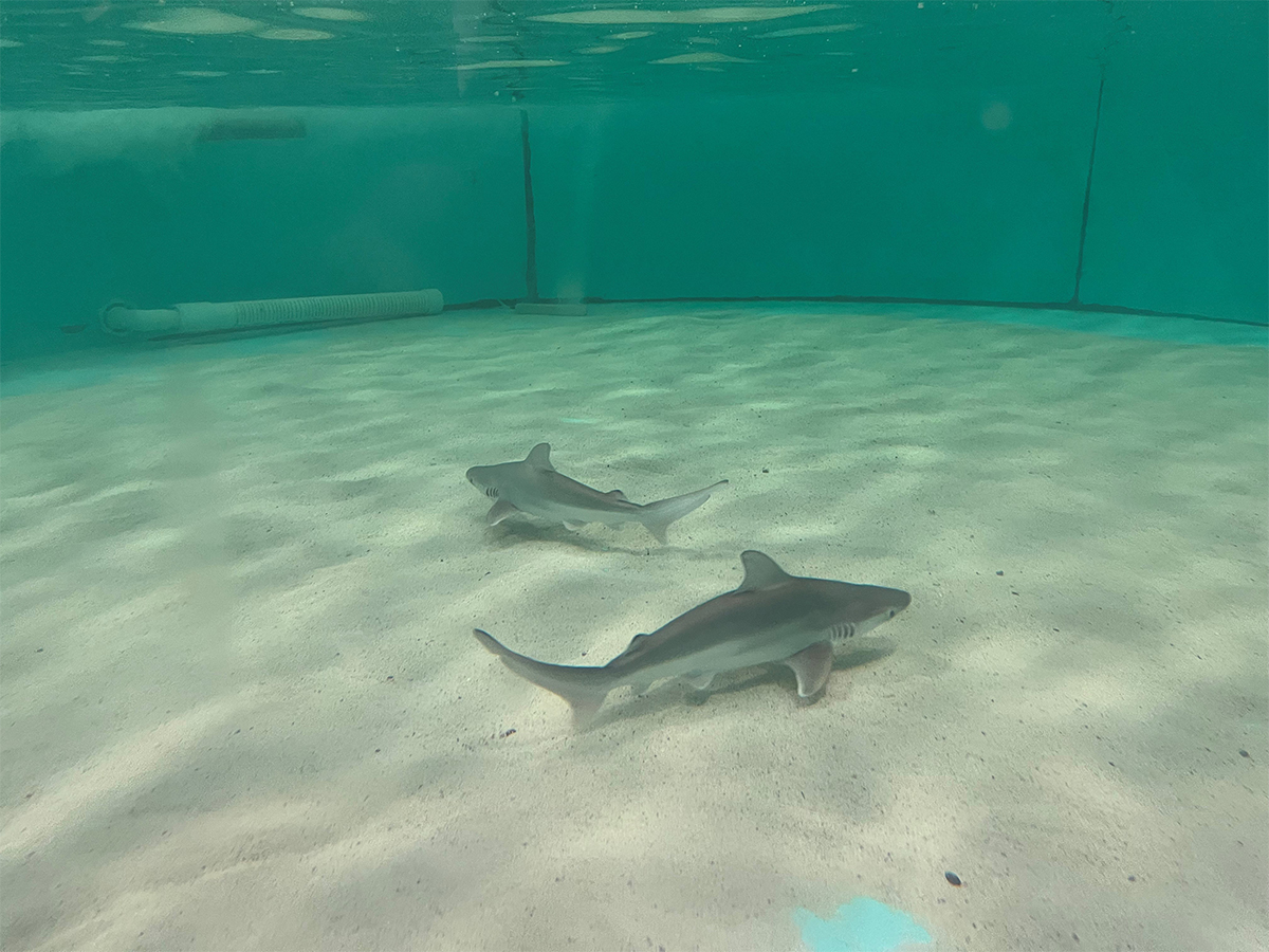 Sandbar Shark Pups Born at OdySea Aquarium1