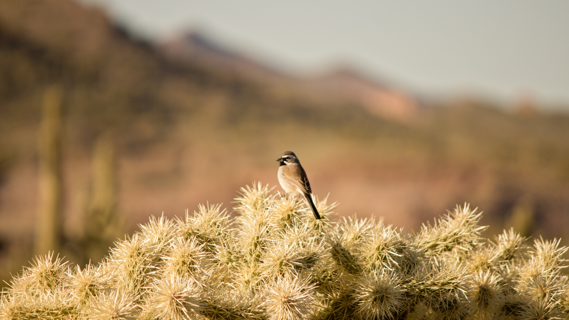 Bird on Cactus