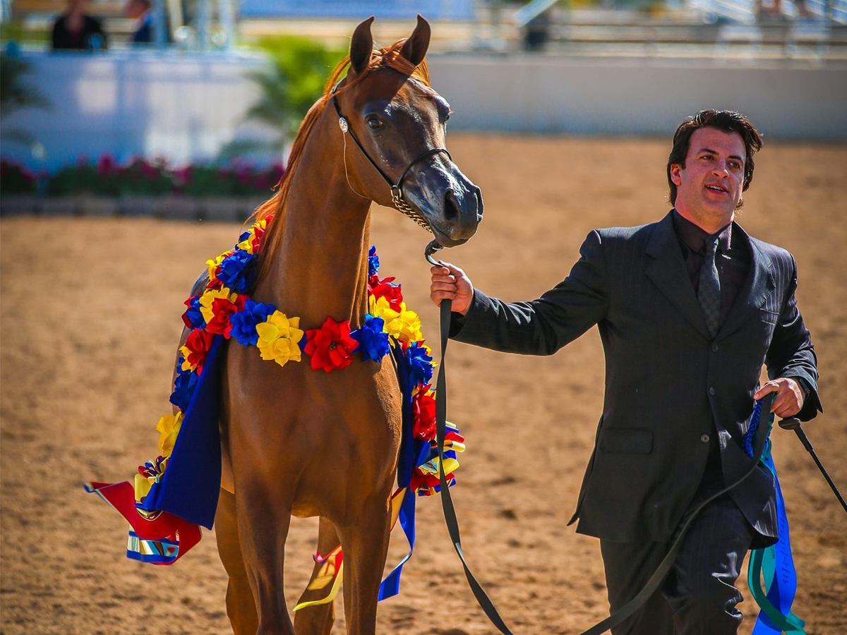 Arabian National Breeder Finals Returns to Scottsdale Sept. 13-16