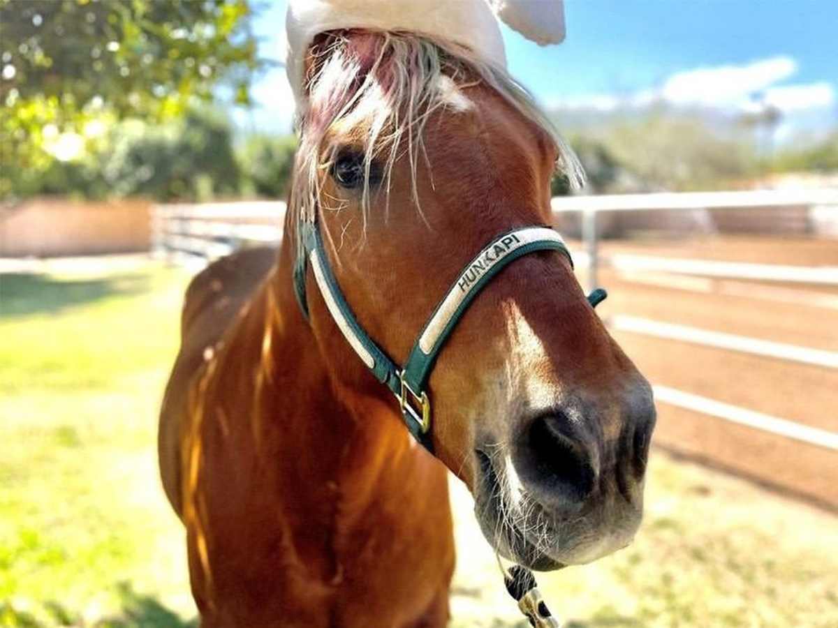 Popular Scottsdale Equine Therapy Horse Hope and Farm in Dire Need of Donations