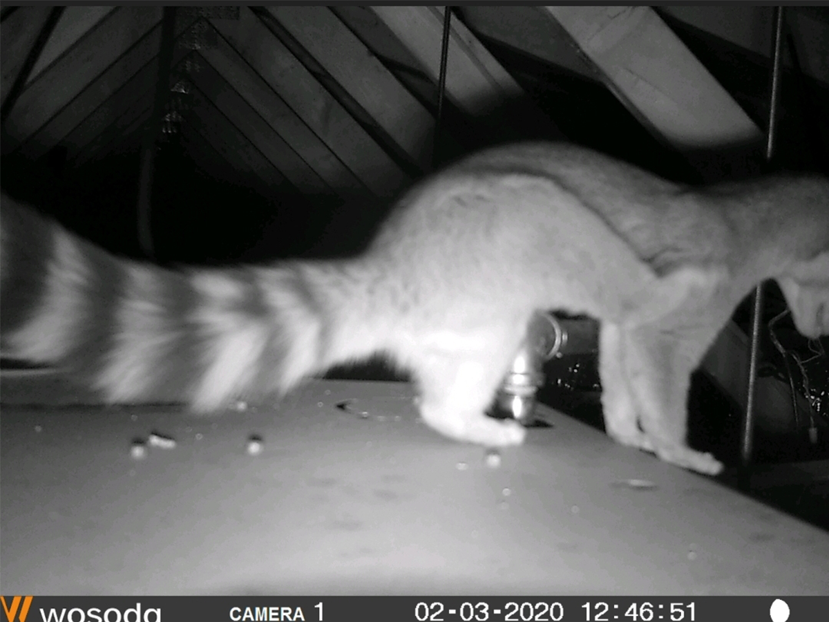 Rare Ringtail Cat Found in Scottsdale Resident's Attic