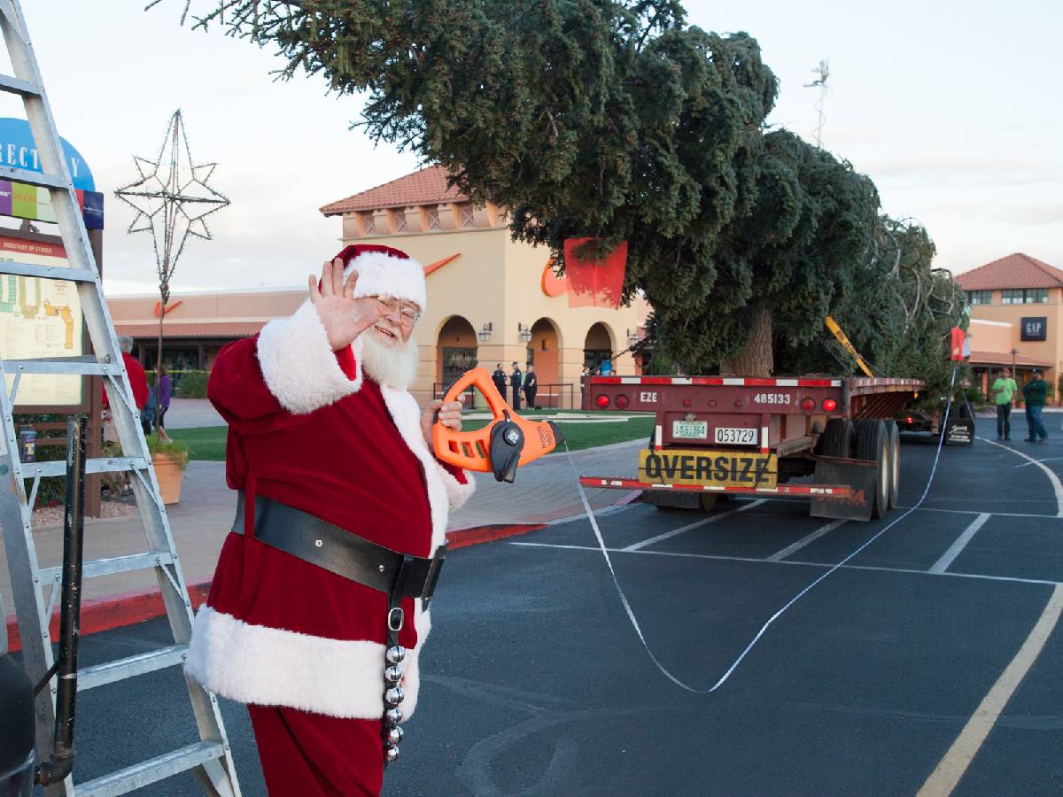 State’s Tallest Fresh-Cut Christmas Tree Arrives Nov. 4th