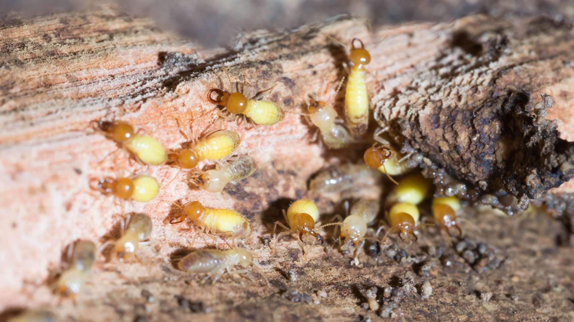 Termites