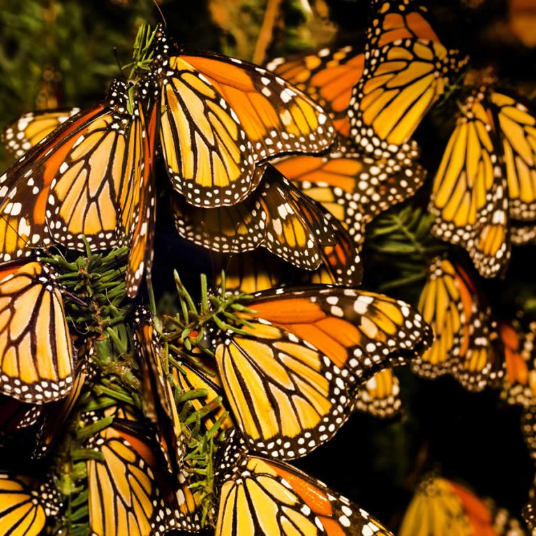 butterflies 768x768