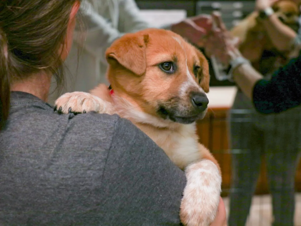 Courtesy Design for Dogs