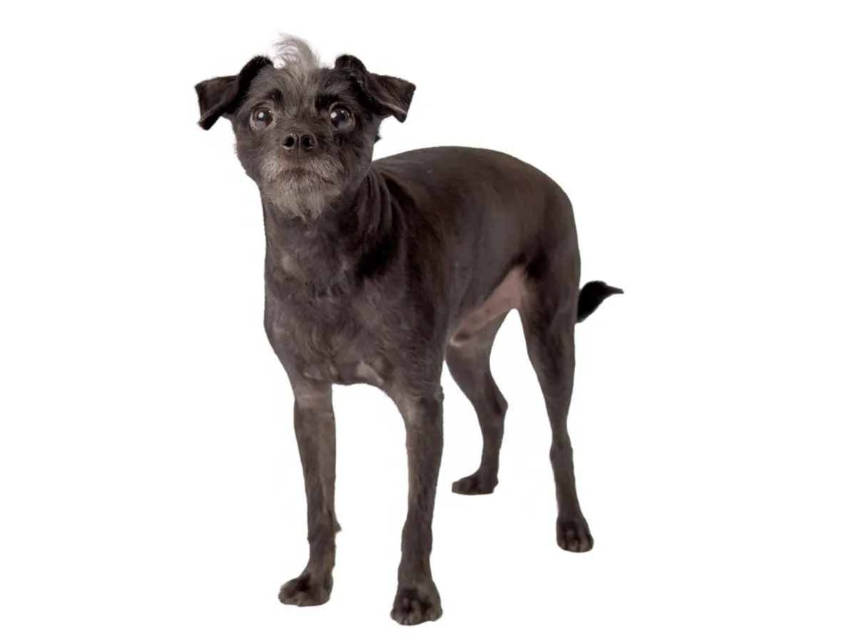 Courtesy Foothills Animal Rescue